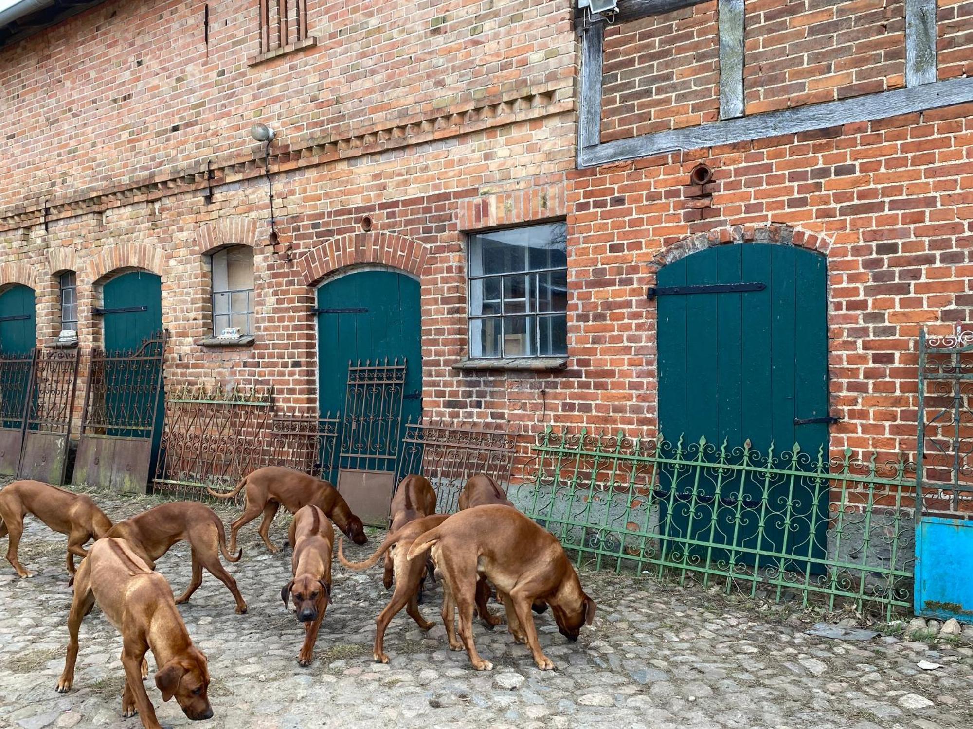 Bauernhof-Streichel-Zoo-Kombi-Familien-Suite-Im-Wald-Am-See Gulow 外观 照片